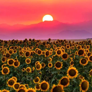 Meet your Posher, Suraya